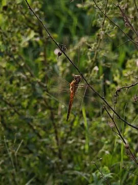 Captivating globe skimmer dragonfly resting on a delicate wild branch amids.. Stock Photos