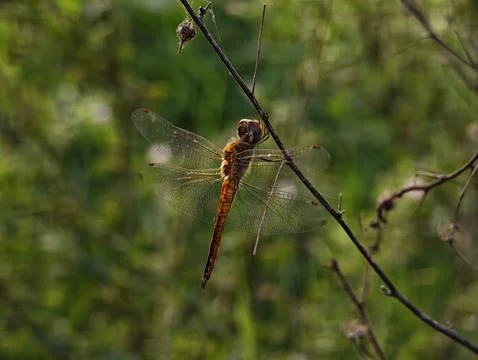 Captivating globe skimmer dragonfly resting on a delicate wild branch amids.. Stock Photos