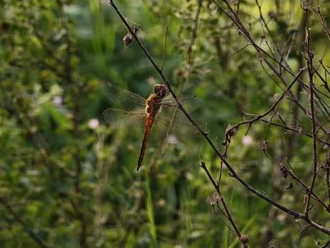 Captivating globe skimmer dragonfly resting on a delicate wild branch amids.. Stock Photos