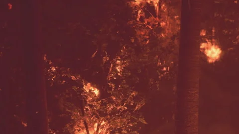 Captivating Glow of Flames Lighting up Trees in a Forest at Night Stock Footage 348492894