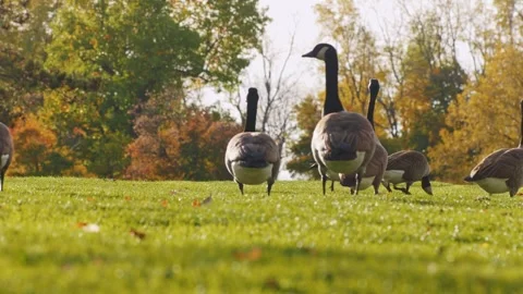 A captivating ground-level view captures a flock of canada geese gracefully.. Stock Footage 334698644