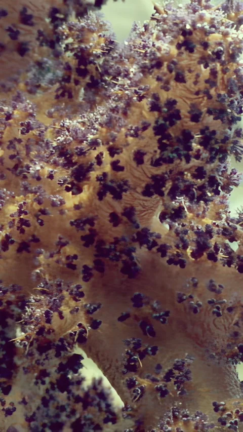 Captivating hues of a red tree soft coral colony in the Red Sea waters 스톡 동영상 317278970