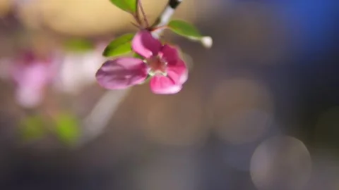 Captivating image capturing the beauty of a pink blossom with a blurred bokeh Stock Footage 277537912