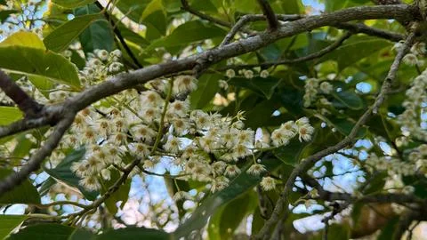 Captivating image capturing a dense cluster of white blossoms intertwined wit Foto stock