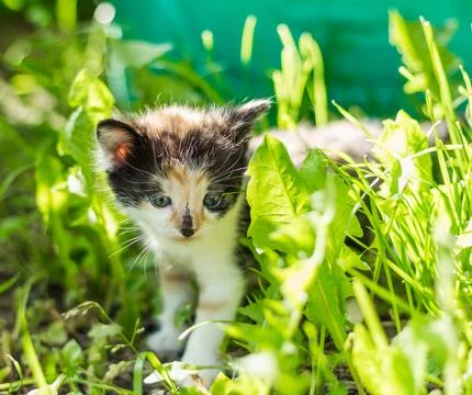 A captivating image capturing a small and adorable calico kitten with a uniqu Stock Photos