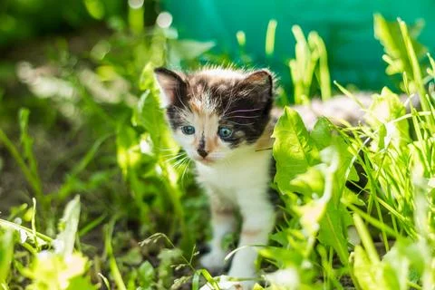 A captivating image capturing a small and adorable calico kitten with a uniqu Stock Photos