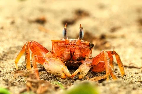 Captivating image of a ghost crab on the beach,its eyes stretched up,making Foto stock