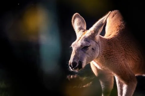 A captivating image of a kangaroo basking in the soft, golden rays of the a.. Stock Photos