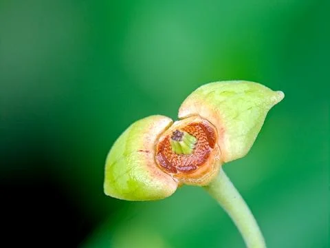 A captivating image showcases a partially open green flower bud set against.. Stock Photos