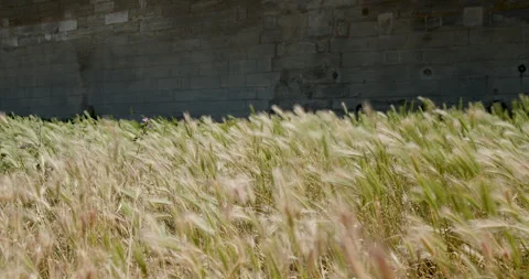 Captivating journey through golden fields swaying gently in the breeze near an Video stock 314075852