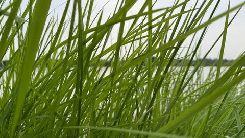 Captivating low angle image showcases slender, vibrant green grass blades rea Foto stock