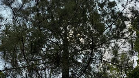 A captivating low-angle shot looking up into the canopy of a large pine tree Stock-Fotos
