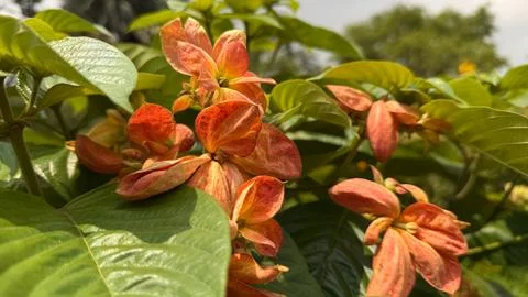 Captivating low-angle view of vibrant orange mussaenda blossoms amid verdant  스톡 사진