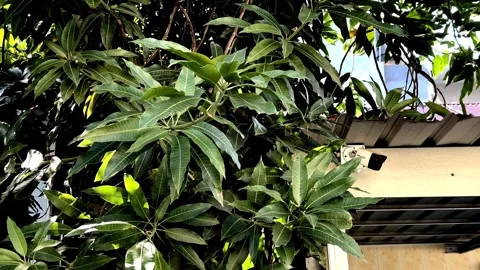 Captivating Mango Leaves: Tranquil Panning Shots Swayed by Daytime Breezes Stock Footage 259945174