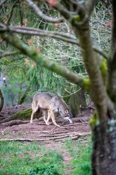A captivating moment captured of a grey wolf in a spacious enclosure, intentl Stock Photos