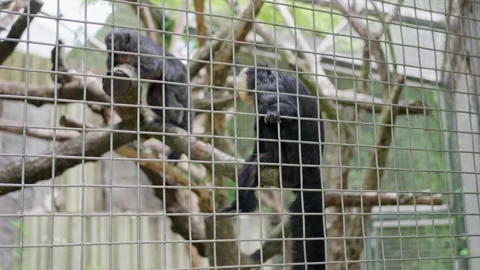 Captivating Moments of Monkeys Interacting in a Zoo Habitat Filled with Nature Stock Footage 310726997