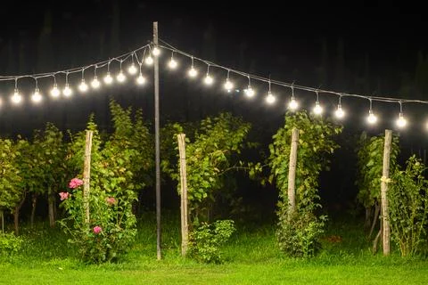 A captivating nighttime garden illuminated by string lights against a dark sk Stock Photos