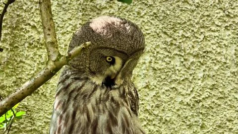 Captivating Owl Perched Gracefully Among Lush Branches, A Sight to Behold in Stock Photos