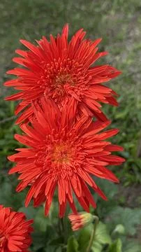 A captivating pair of red Gerbera daisy flowers are stacked in a vibrant vert Foto stock