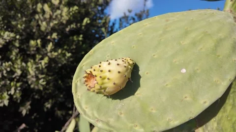 Captivating prickly pear cactus with vibrant fruit Vídeos de archivo 318229747