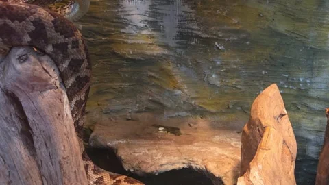 Captivating Python in Natural Habitat Display for Educational Wildlife Study Stock Footage 326914986