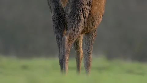 Captivating red deer grazing at dusk with a stunning autumn Stock Footage 304394411