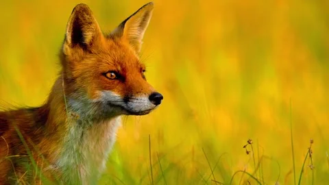 A captivating red fox, with striking amber eyes, stands gracefully in vibrant Stock Footage 343695828