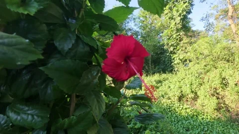 Captivating red hibiscus in full bloom Stock Footage 322766417