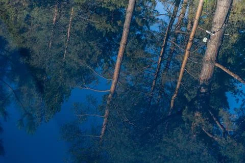 Captivating Reflection of Trees in Still Water, A Serene Natural Landscape Stock Photos
