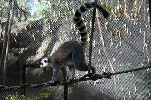 Captivating ring-tailed lemur balancing on ropes at the Guadalajara Zoo Stock Photos