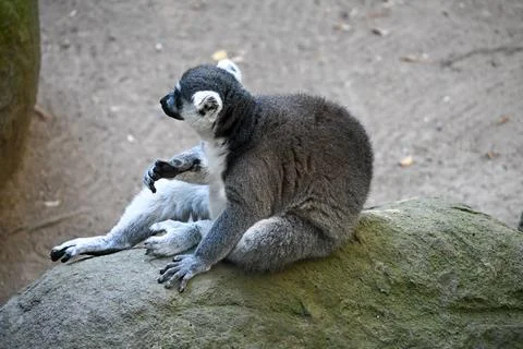 Captivating Ring-tailed Lemur Sits Calmly on a Rock in a Zoological Park Stock Photos