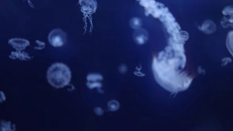 A captivating scene of Chrysaora plocamia jellyfish gliding through deep blue wa Stock Footage 291552834