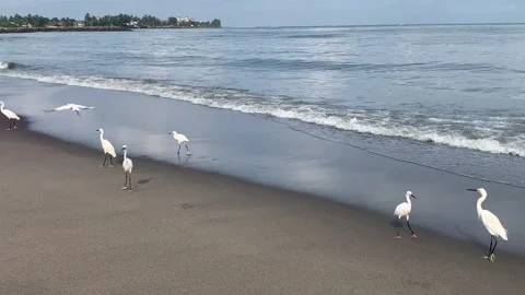 A captivating scene of egrets standing elegantly along the shoreline Stock Footage 314857690