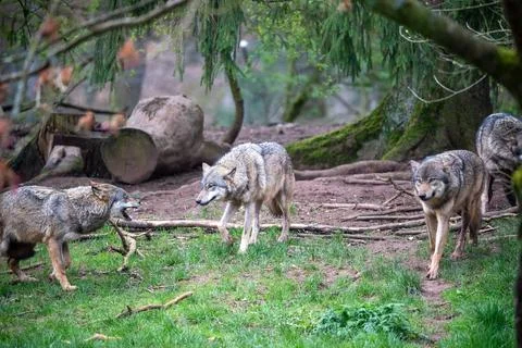 A captivating scene of a grey wolf pack interacting within their expansive, n Stock Photos