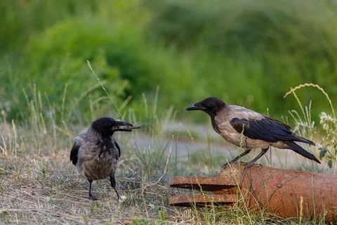 A Captivating Scene of Two Crows Interacting in Their Natural Habitat, One Stock Photos