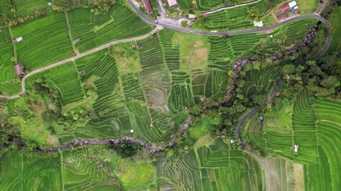 Captivating scenery, top-down view of Jatiluwih fields, small river and roads Stock Footage 239003767