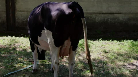 Captivating Scenes of a Black and White Cow in a Grassy Area: Rear Views and Stock Footage 314465450