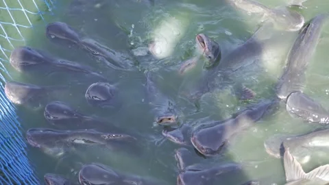 Captivating School of Fish in the Wild Stock Footage 327570560