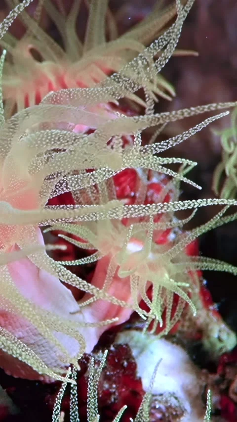 Captivating sea anemone tentacles dancing in slow motion under ocean waves Stock-Footage 309190864