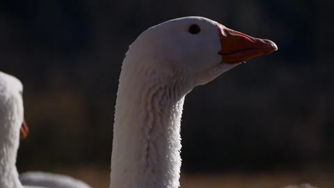 Captivating slow motion close up showcases a white goose turning its head. Stock Footage 290466946