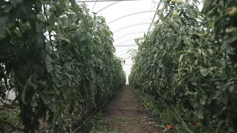 Captivating slow motion display of lush greenery in a thriving greenhouse Stock-Footage 296799693