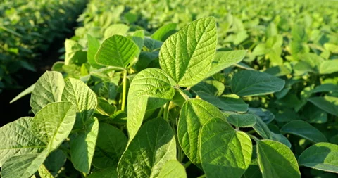 Captivating Slow Motion: The Elegance of Growing Green Soybeans Stock Footage 262226100