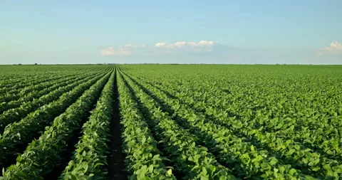 Captivating Slow Motion: The Elegance of Growing Green Soybeans Stock Footage 262226964