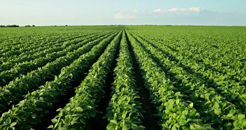 Captivating Slow Motion: The Elegance of Growing Green Soybeans Stock Footage 262227881