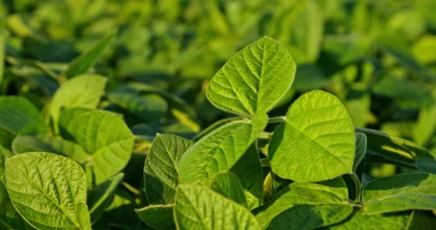 Captivating Slow Motion: The Elegance of Growing Green Soybeans Stock Footage 262228295
