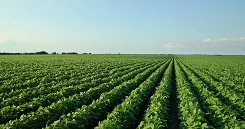 Captivating Slow Motion: The Elegance of Growing Green Soybeans Stock Footage 262231173