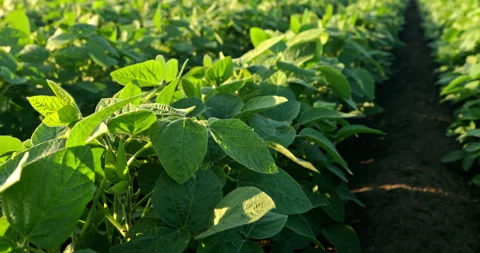 Captivating Slow Motion: The Elegance of Growing Green Soybeans Stock Footage 262231317