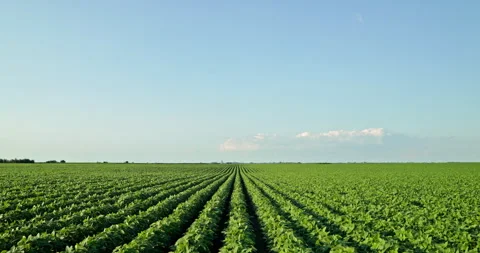 Captivating Slow Motion: The Elegance of Growing Green Soybeans Stock Footage 262231391