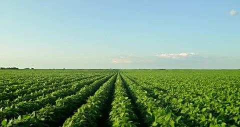 Captivating Slow Motion: The Elegance of Growing Green Soybeans Stock Footage 262231843