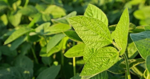 Captivating Slow Motion: The Elegance of Growing Green Soybeans Stock Footage 262233666
